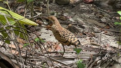 Tigrisoma fasciatum image