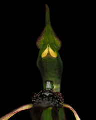 Chiloglottis diphylla