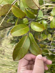 Phyllanthus mariannensis