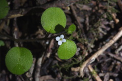 Myosotis spatulata