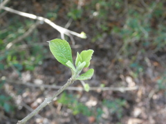 Callicarpa americana