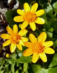 Ficaria verna