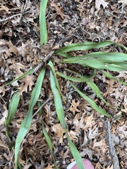 Yucca rupicola