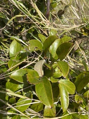 Phyllanthus mariannensis
