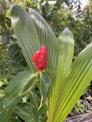 Costus woodsonii image