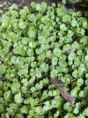 Hydrocotyle heteromeria