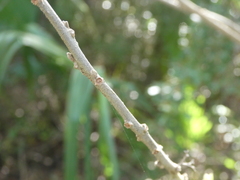 Callicarpa americana