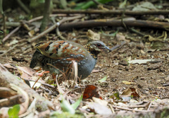 Arborophila rufogularis