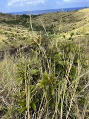 Phyllanthus mariannensis