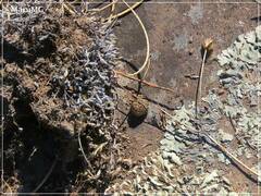 Lagomorpha