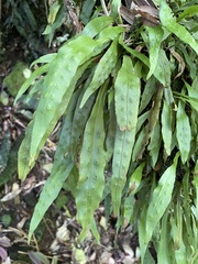 Loxogramme dictyopteris