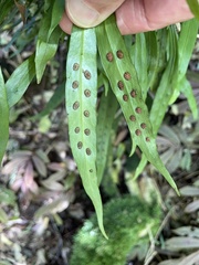 Loxogramme dictyopteris