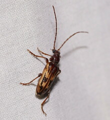 Polyoptilus