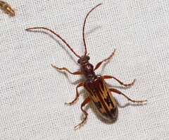 Polyoptilus