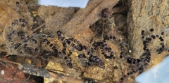 Bufo gargarizans