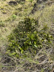 Phyllanthus mariannensis