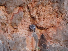 Petrogale lateralis