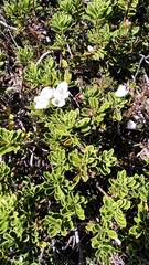 Veronica macrantha