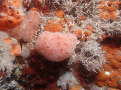 Aplidium