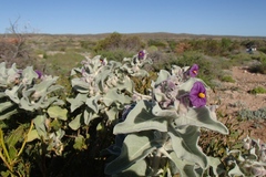 Solanum lasiophyllum