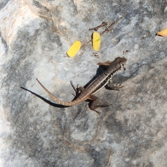 Leiocephalus psammodromus