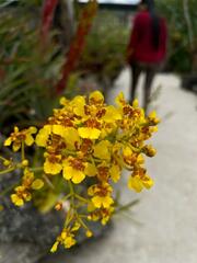 Oncidium sphacelatum