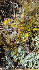 Aciphylla similis