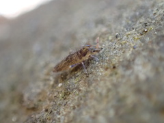 Entomobryoidea