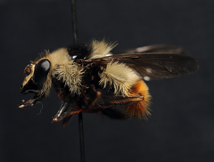 Criorhina
