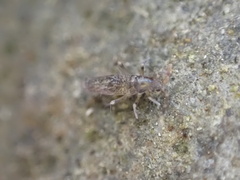 Entomobryoidea