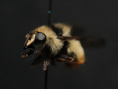 Criorhina