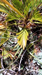 Aciphylla similis