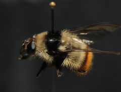 Criorhina