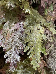 Hymenophyllum frankliniae