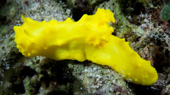 Notodoris citrina