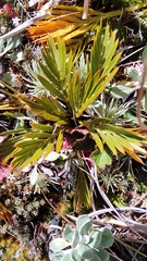 Aciphylla similis
