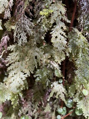 Hymenophyllum frankliniae