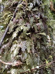 Hymenophyllum frankliniae