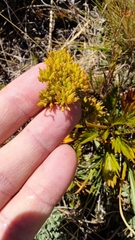 Aciphylla similis
