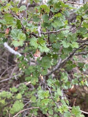 Ribes californicum