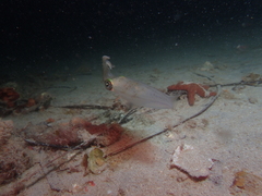 Sepioteuthis australis