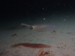 Sepioteuthis australis