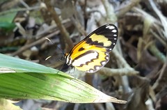 Placidina euryanassa