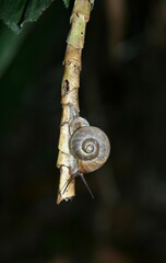 Gastropoda
