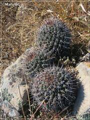 Coryphantha clavata