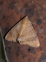 Eulepidotis addens