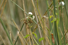 Gymnocoronis spilanthoides