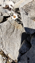 Leucogenes grandiceps