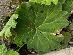 Gunnera manicata