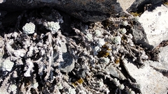 Leucogenes grandiceps